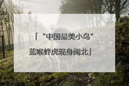 “中国最美小鸟”蓝喉蜂虎现身闽北