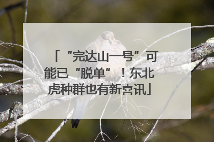 “完达山一号”可能已“脱单”！东北虎种群也有新喜讯