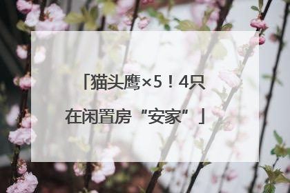 猫头鹰×5！4只在闲置房“安家”