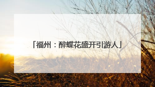 福州：醉蝶花盛开引游人