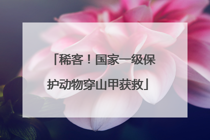 稀客！国家一级保护动物穿山甲获救