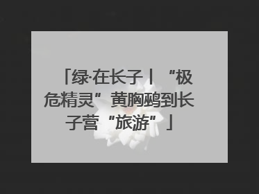 绿·在长子丨“极危精灵”黄胸鹀到长子营“旅游”