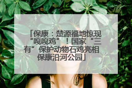 保康：楚源福地惊现“嘎嘎鸡”！国家“三有”保护动物石鸡亮相保康沿河公园