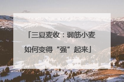 三夏麦收：弱筋小麦如何变得“强”起来