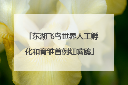 东湖飞鸟世界人工孵化和育雏首例红嘴鸥