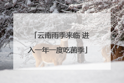 云南雨季来临 进入一年一度吃菌季