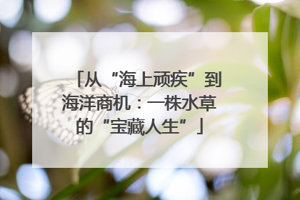 从“海上顽疾”到海洋商机：一株水草的“宝藏人生”