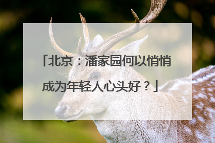北京：潘家园何以悄悄成为年轻人心头好？