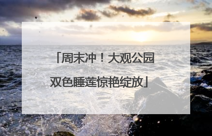 周末冲！大观公园双色睡莲惊艳绽放