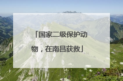国家二级保护动物，在南昌获救