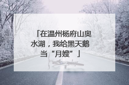 在温州杨府山奥水湖，我给黑天鹅当“月嫂”