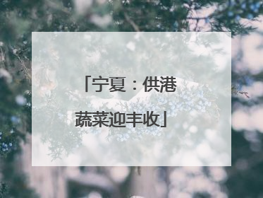 宁夏：供港蔬菜迎丰收