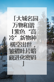 大城名园 万物和谐│紫色“高冷”新物种横空出世，皱褶叶片暗藏进化密码
