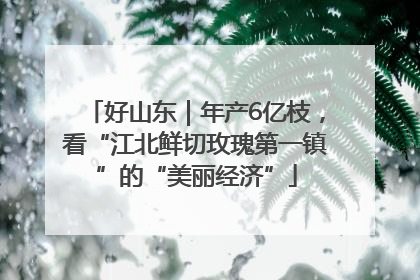 好山东｜年产6亿枝，看“江北鲜切玫瑰第一镇”的“美丽经济”