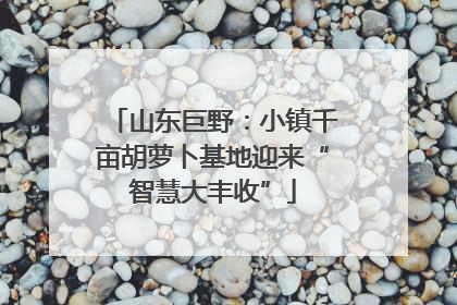 山东巨野：小镇千亩胡萝卜基地迎来“智慧大丰收”