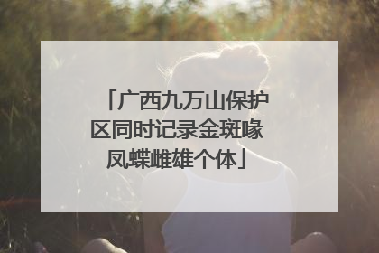 广西九万山保护区同时记录金斑喙凤蝶雌雄个体