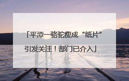 平潭一骆驼瘦成“纸片”引发关注！部门已介入
