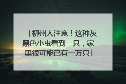 柳州人注意！这种灰黑色小虫看到一只，家里很可能已有一万只