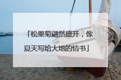 松果菊翩然盛开，像夏天写给大地的情书