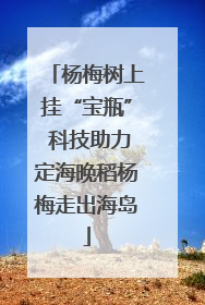 杨梅树上挂“宝瓶” 科技助力定海晚稻杨梅走出海岛