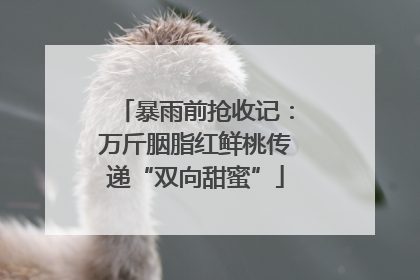暴雨前抢收记：万斤胭脂红鲜桃传递“双向甜蜜”