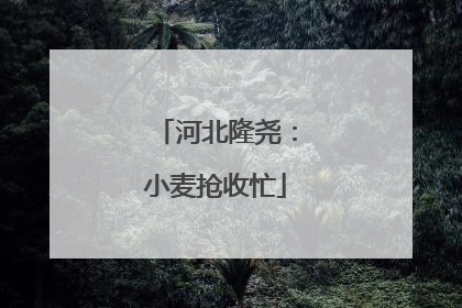 河北隆尧：小麦抢收忙