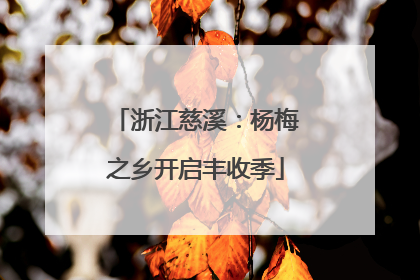 浙江慈溪：杨梅之乡开启丰收季