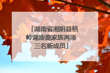 湖南省湘阴县横岭湖麋鹿家族再添三名新成员