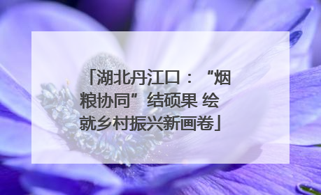 湖北丹江口：“烟粮协同”结硕果 绘就乡村振兴新画卷