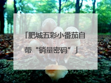 肥城五彩小番茄自带“销量密码”