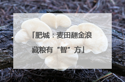 肥城：麦田翻金浪藏粮有“智”方