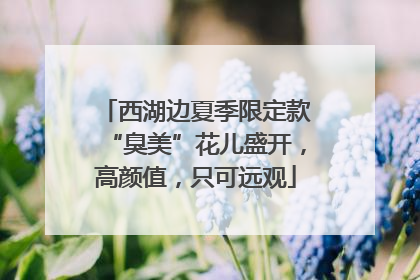 西湖边夏季限定款“臭美”花儿盛开，高颜值，只可远观