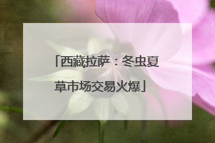 西藏拉萨：冬虫夏草市场交易火爆