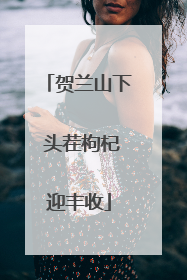 贺兰山下 头茬枸杞迎丰收