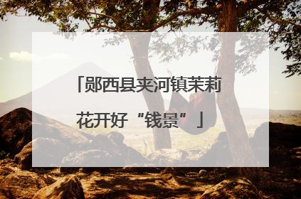 郧西县夹河镇茉莉花开好“钱景”