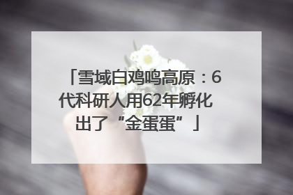 雪域白鸡鸣高原：6代科研人用62年孵化出了“金蛋蛋”