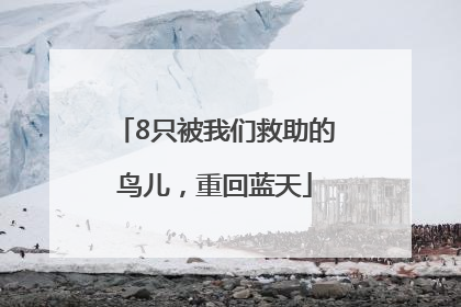 8只被我们救助的鸟儿，重回蓝天